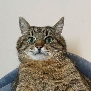 Meet your Posher, Lucas